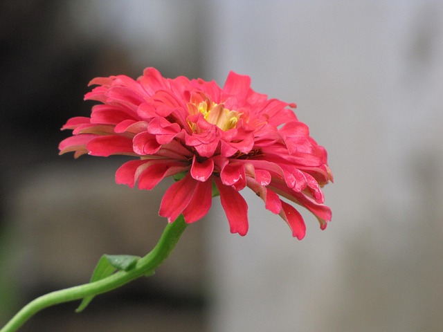 Free Flower Floral photo and picture