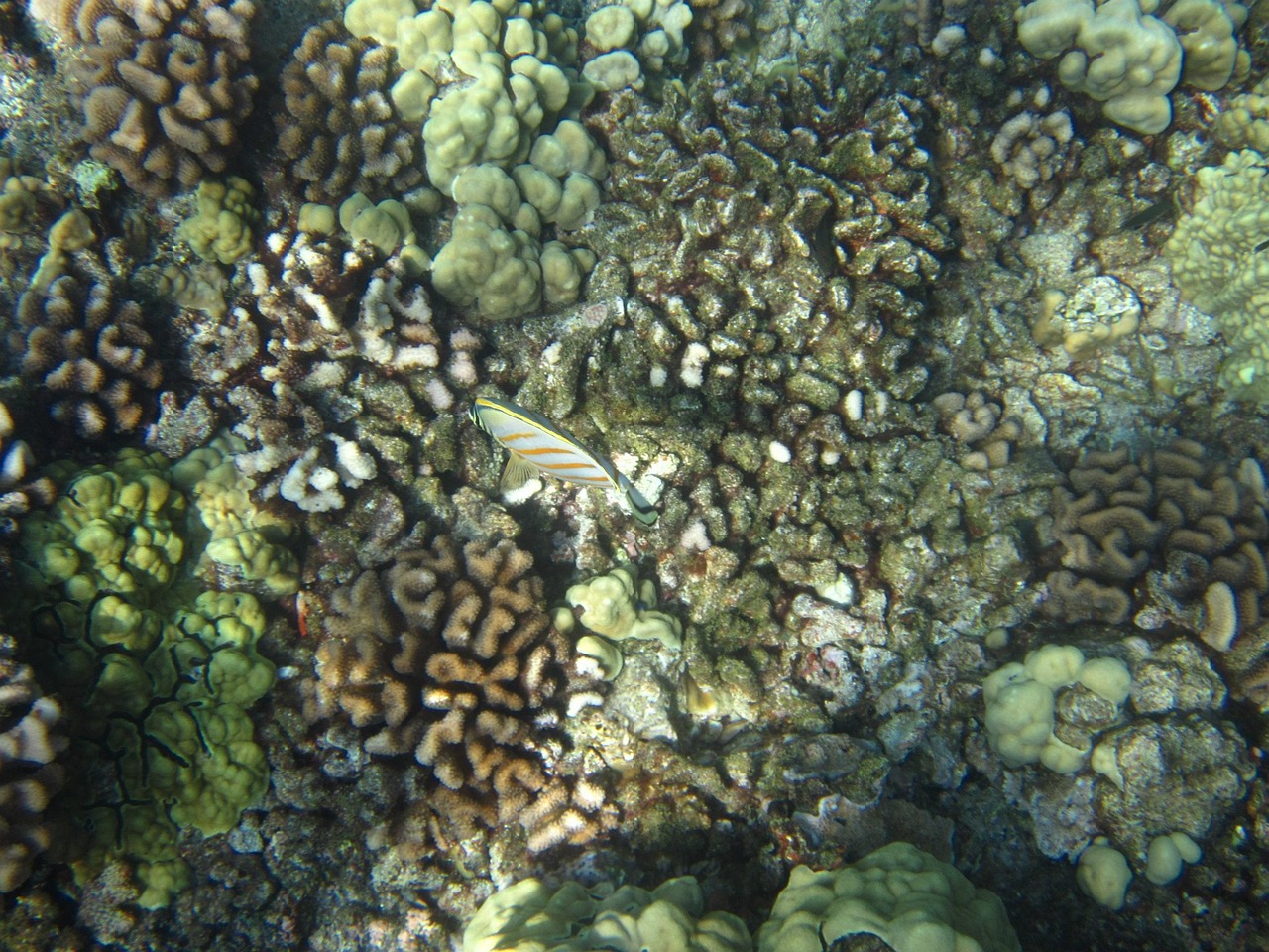 Fish - free online jigsaw puzzle photo