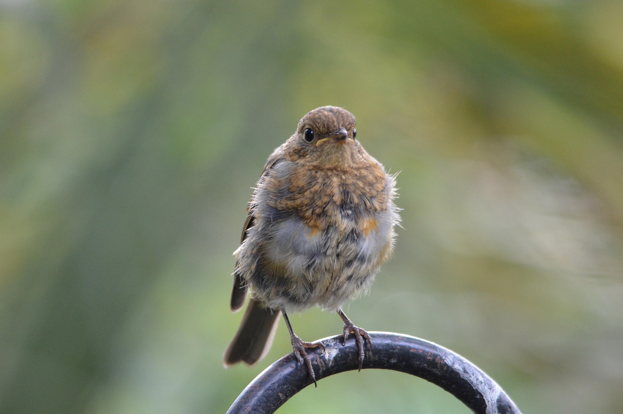 Robin Red - Free photo on Pixabay - Pixabay