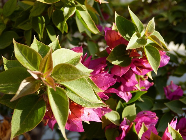 Free Bougainvillea Flower photo and picture