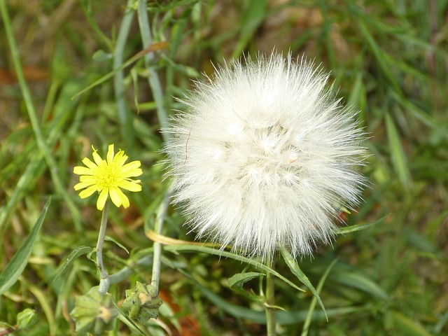 Free Flower Dandelion photo and picture