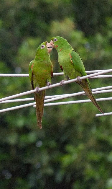 Free Parrot Plumage photo and picture