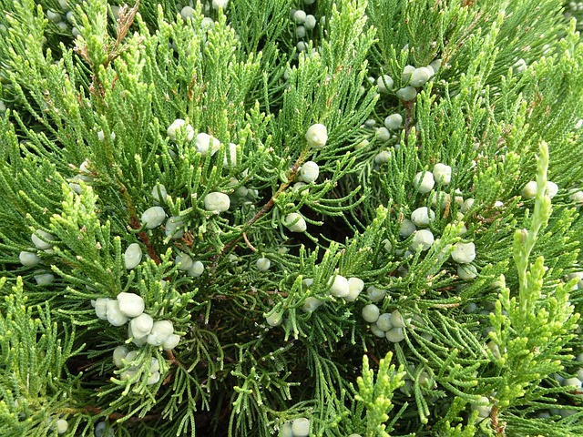 Cedro, Árvore, Natureza, Árvore De Abeto