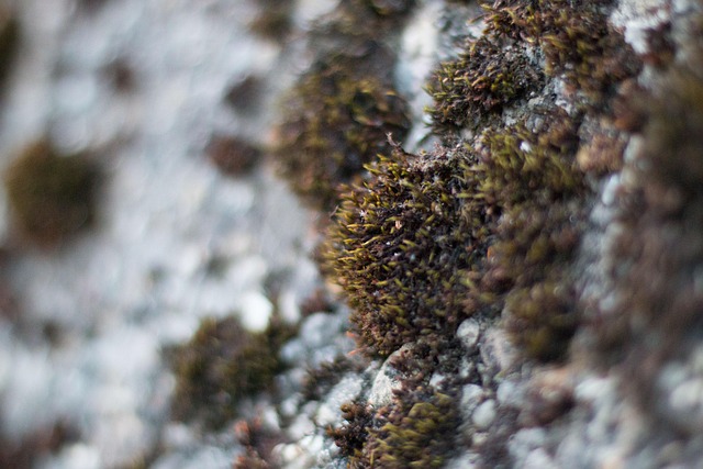 Free Moss Wall photo and picture