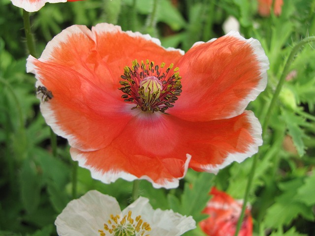 Free Poppy Hd Wallpaper photo and picture