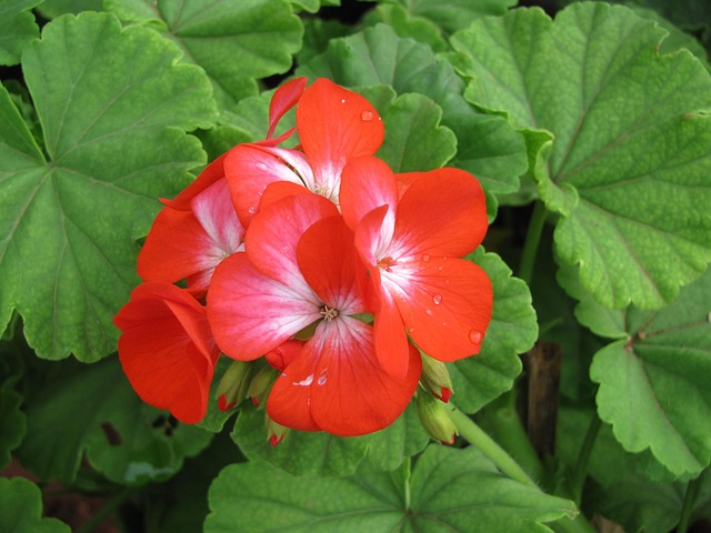 Free Flower Flower Background photo and picture