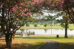 scenic, crape, flowers