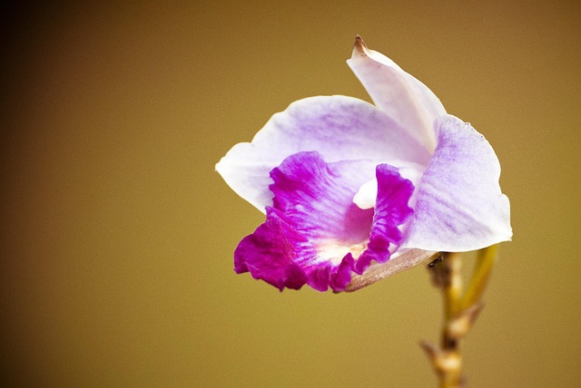 Free Lily Flower Garden photo and picture