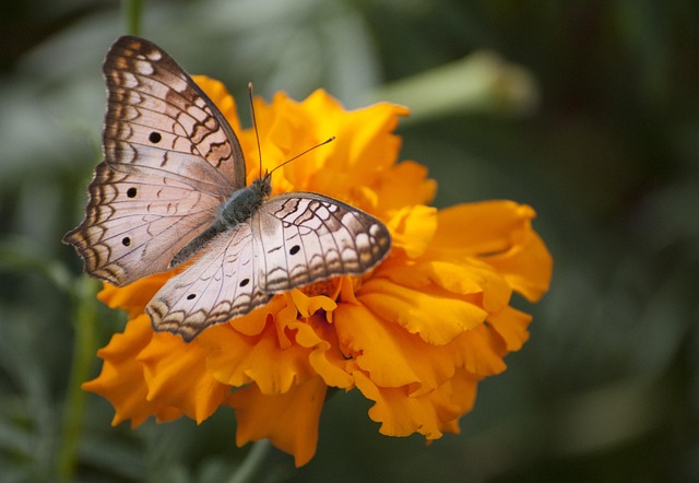 Free Butterfly Garden photo and picture