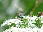 rinderbremse, green eyes, green compound eye