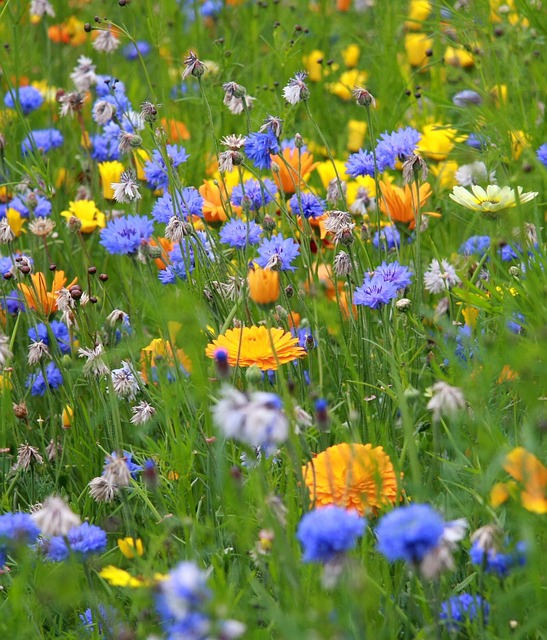 Free Flower Beautiful Flowers photo and picture