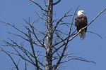 bald eagle, dead tree, branches