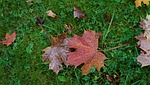 autumn, fallen leaves, maple leaf