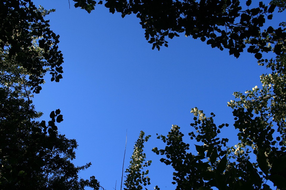 天空 树木 树的顶端 - Pixabay上的免费照片 - Pixabay