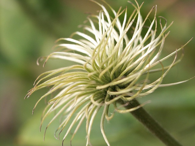 Free Clematis White photo and picture