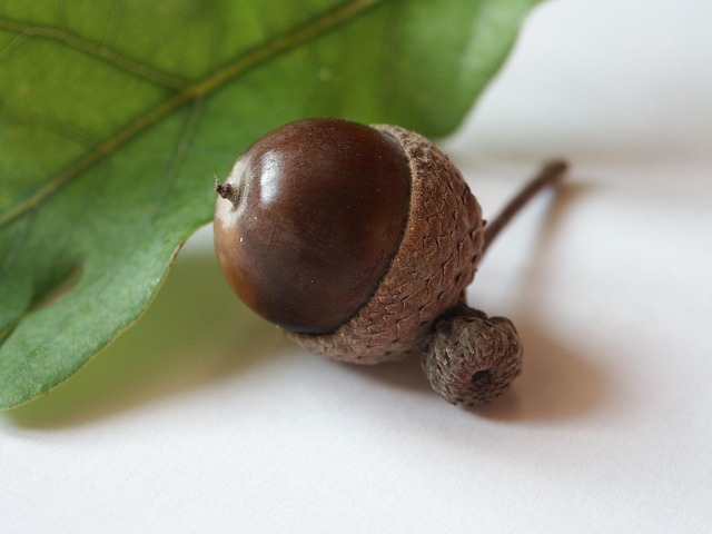 Free Acorn Fall photo and picture