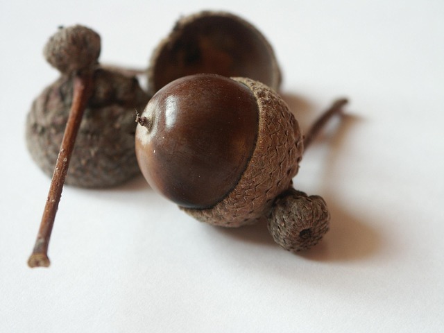 Free Acorn Brown photo and picture