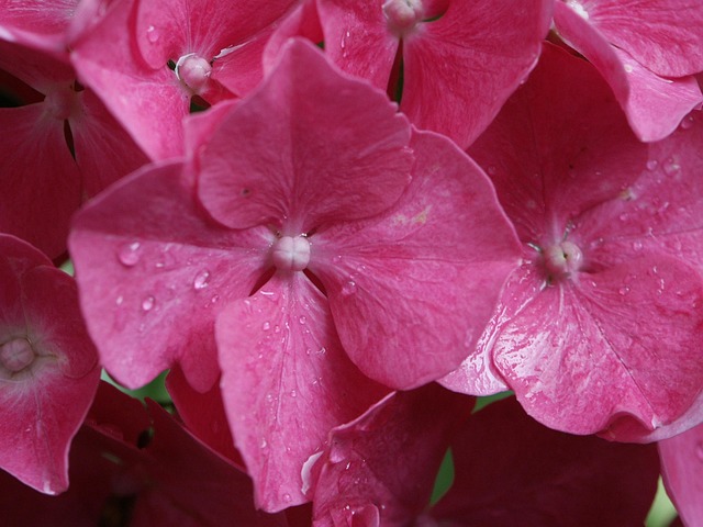 Free Hydrangea Pink photo and picture