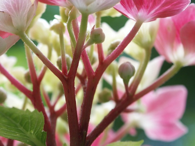 Free Hydrangea Pink photo and picture