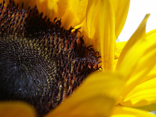 Free Sunflower Yellow photo and picture