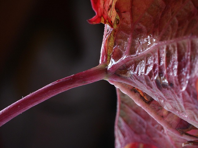Free Vine Leaves Red photo and picture