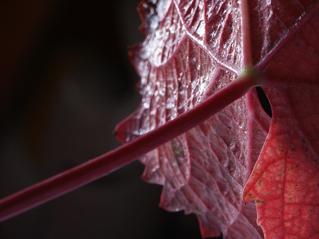 Free Vine Leaves Red photo and picture