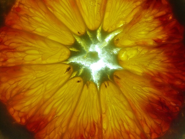 Free Orange Slice Orange photo and picture