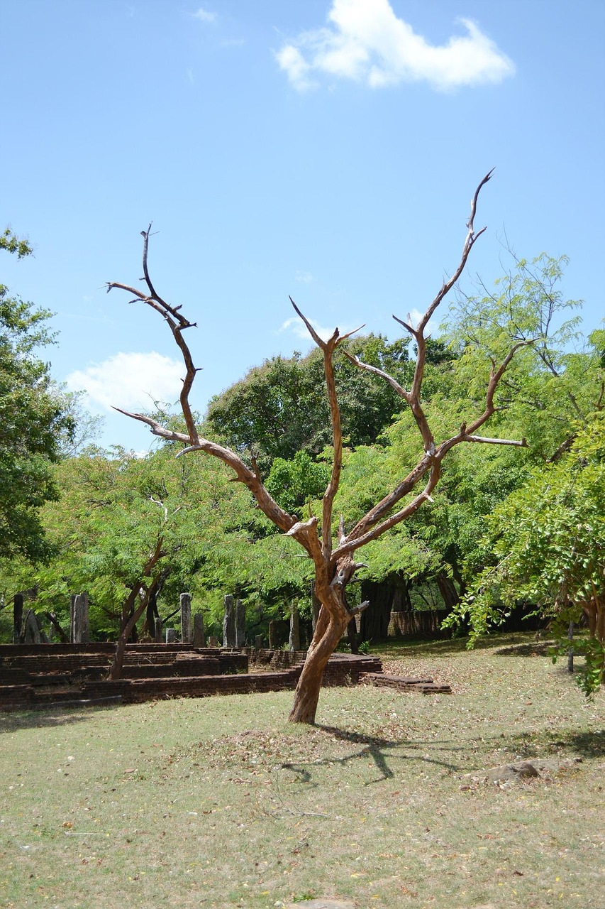 Dry Tree Branch - Free photo on Pixabay