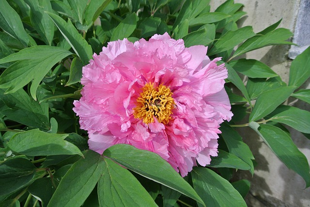 Free Flower Nature photo and picture