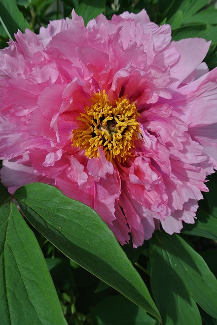 Free Flower Flower Background photo and picture