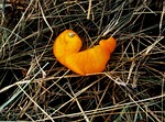 orange peel, orange, bright