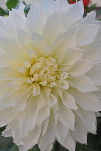 Free Flower Flower Background photo and picture