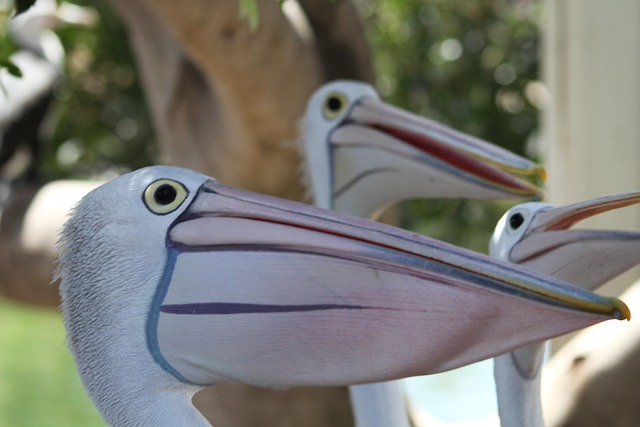 Free Pelican Animal photo and picture