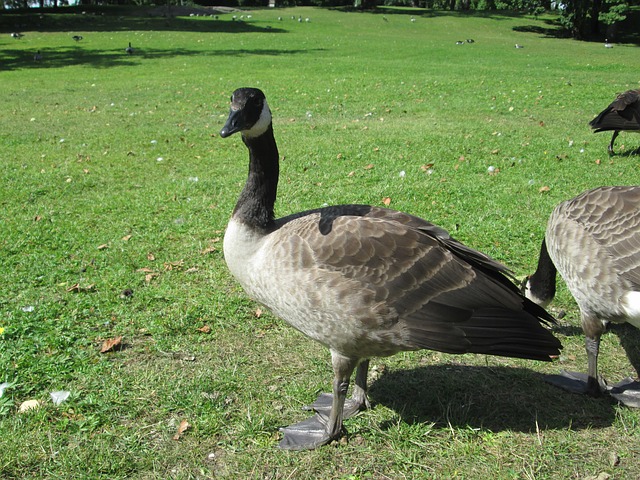 Free Branta Canadensis photo and picture