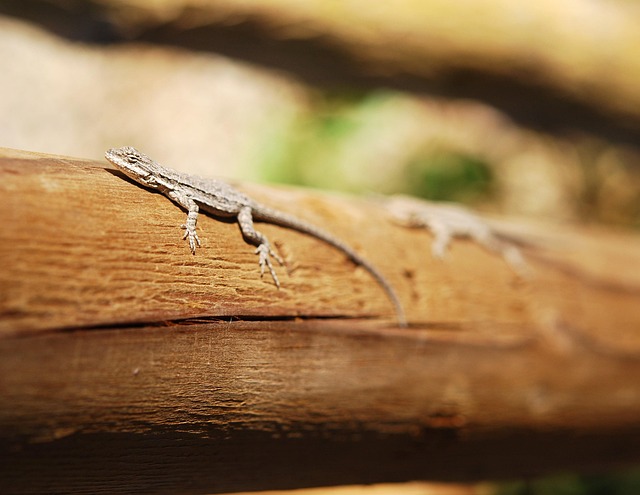 Eidechse, Natur, Tierwelt, Reptil