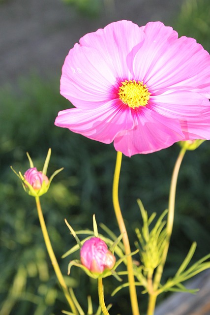 Free Flower Floral photo and picture