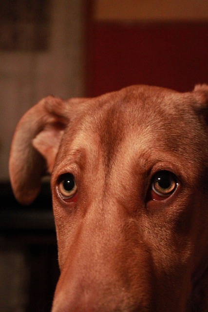 Free Dog Pup photo and picture