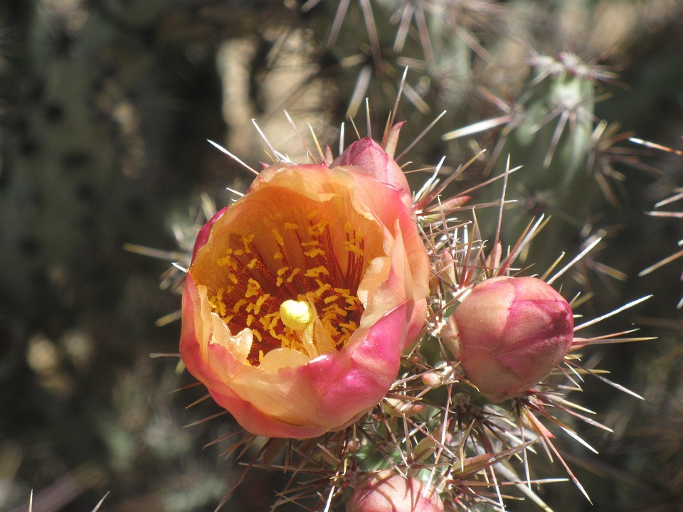 Free photo Flower, Arizona, Floral, Plant Free Image on Pixabay 185972