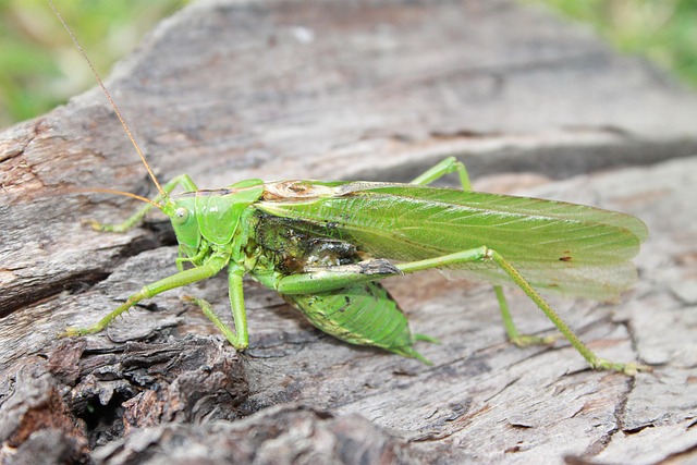 Free Grasshopper Wood photo and picture