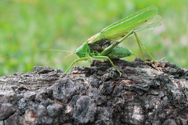 Free Grasshopper Wood photo and picture