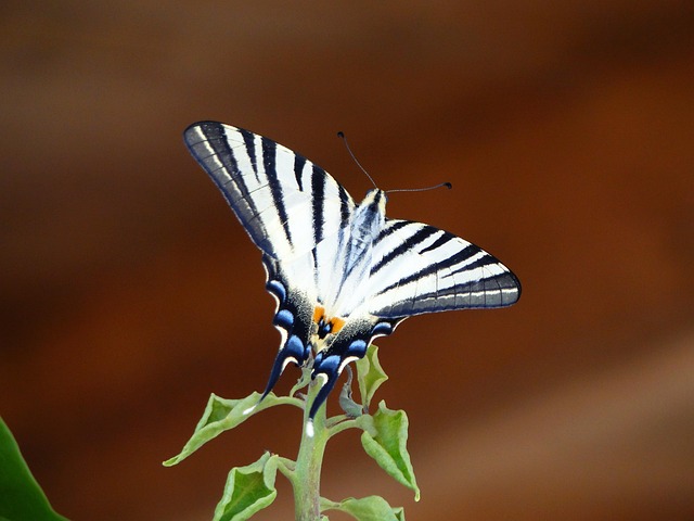 Free Butterfly Wing photo and picture