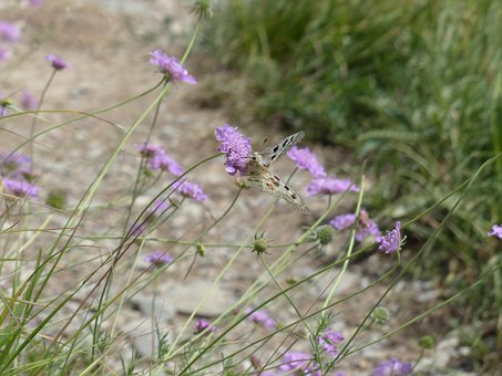 Apollo, Papillon, Apollofalter