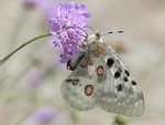 apollo, butterfly, apollofalter