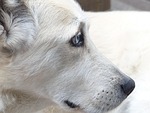 dog, white, face