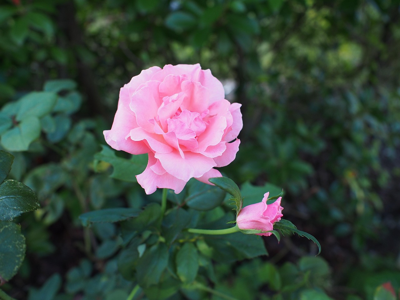 Rose Angiosperma - Foto gratuita no Pixabay - Pixabay