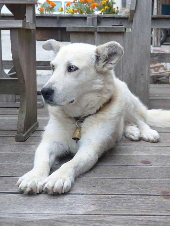 Dog White Face Free Photo On Pixabay