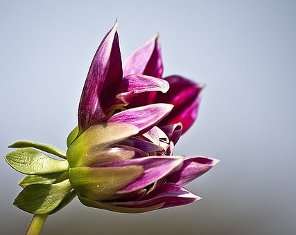 Free Dahlia Jewelry Dahlia photo and picture