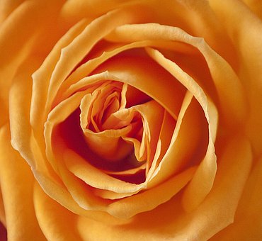 Free Rose Pink photo and picture