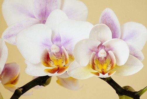 Free Orchid Orchidaceae photo and picture
