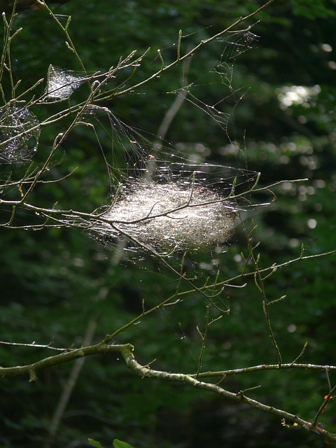 Free Nature Cobwebs photo and picture
